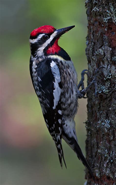 Yellow-bellied Sapsucker : Minnesota Breeding Bird Atlas