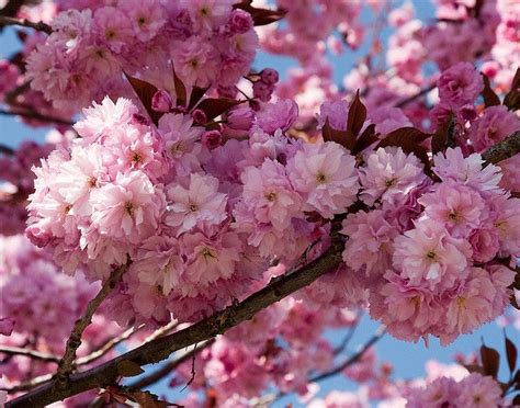 Flowering Cherry (Kwanzan) Macro | Kwanzan cherry, Flowering cherry ...