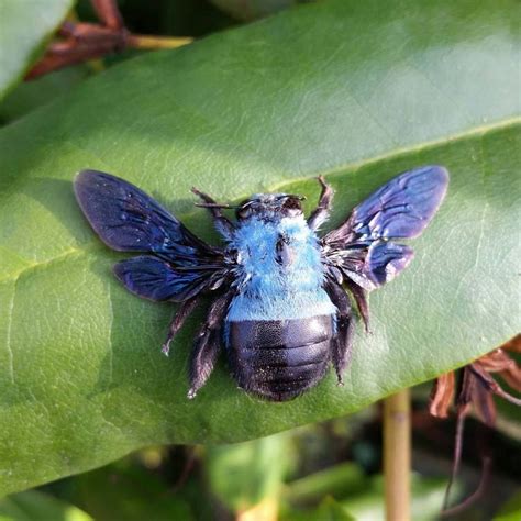 Blue carpenter bee Xylocopa caerulea. Xylocopa caerulea is a relatively ...