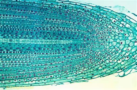 Microscopic photography, Microscopic, Plant cell images