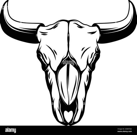 Buffalo Skull Drawing