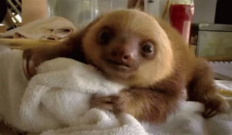 Crew On This GIF - Sloth Baby Eating - Discover & Share GIFs