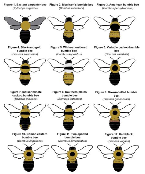 Oklahoma Buble Bee identification Guide : r/coolguides