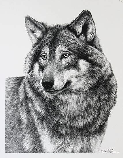 a black and white drawing of a wolf