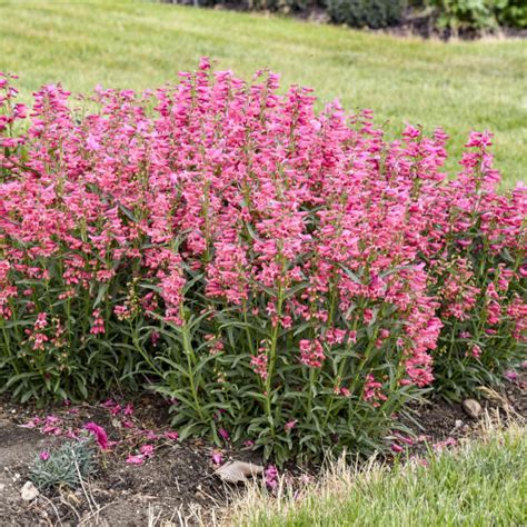 Penstemon barbatus 'Pink Pearls' PPAF CPBRAF | Walters Gardens, Inc.