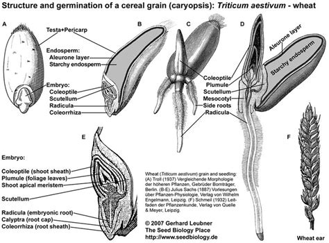 Ziarna zbóż - schemat | Wheat flower, Flower anatomy, Seed structure