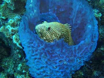 What Characteristics Make Sponges Unique Among Other Animals? - Johnson ...