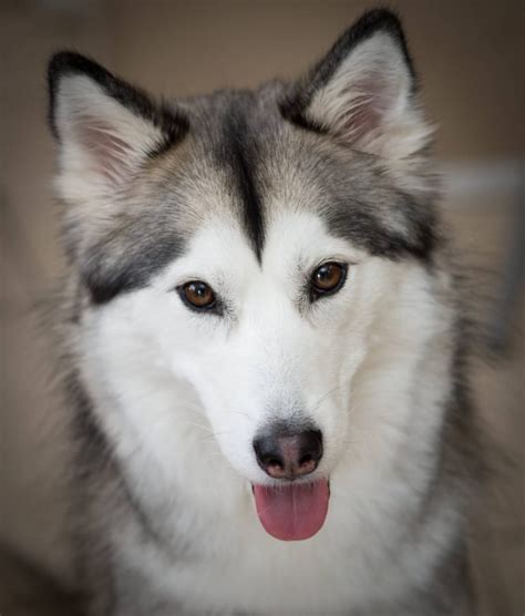 Siberian Husky Eye Colors - OHL