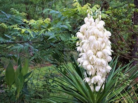 Blooms On Yucca Plants - Why Won't My Yucca Plant Flower?