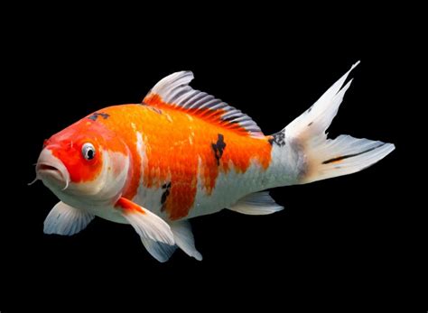 The 11 Types Of Koi Fish You NEED To Know - Gradex Company