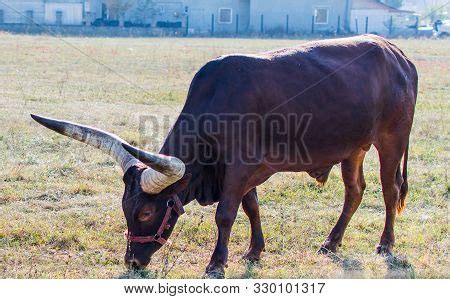 Weird Cow Breeds- Cow Image & Photo (Free Trial) | Bigstock