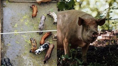 10 Best Pig Breeds for Commercial Pig Farming - NSFARMHOUSE