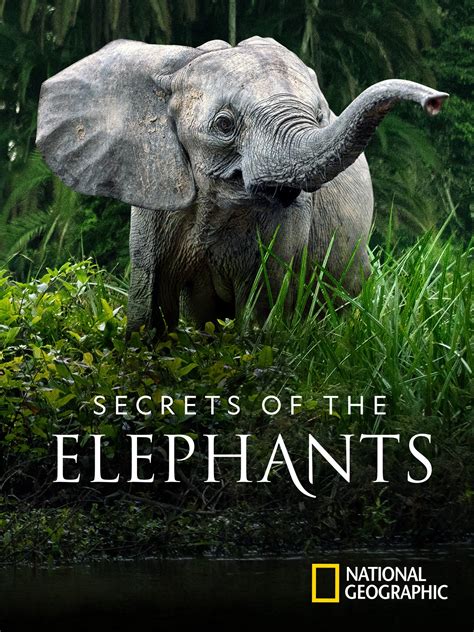 Secrets of the Elephants - Rotten Tomatoes