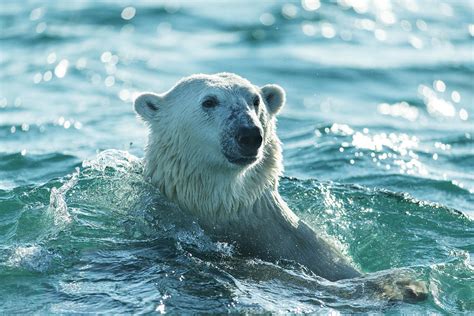 Polar Bear Swimming In Hudson Bay by Paul Souders