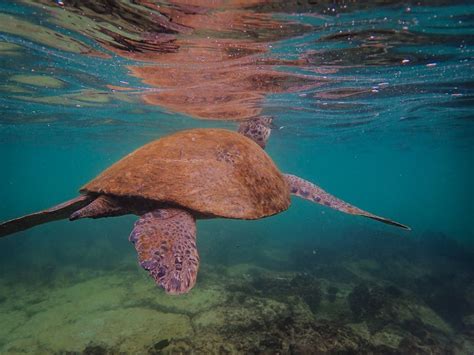 Brown Turtle Swimming On Sea · Free Stock Photo