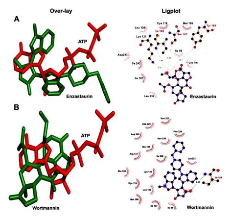 Protein Kinase inhibitors adopt a similar 3-D conformation as ATP... | Download Scientific Diagram