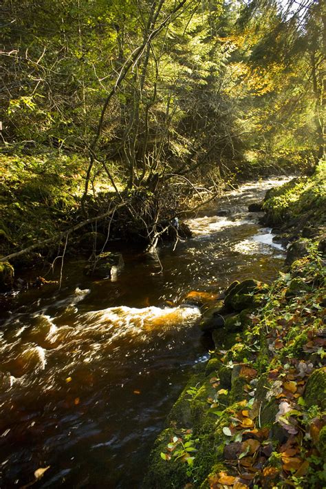 Autumn Colours, Spurlswood Beck, Hamsterley Forest | Flickr