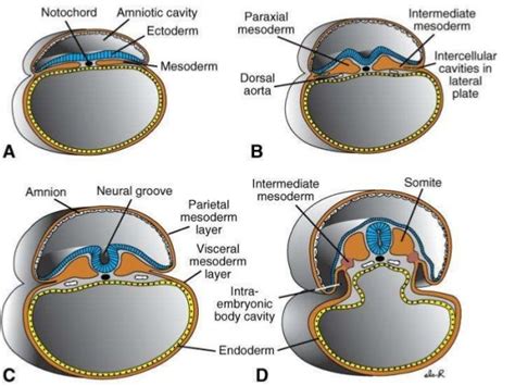 2. gastrulation