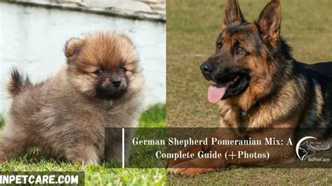 German Shepherd Pomeranian Mix: A Complete Guide (+Photos)