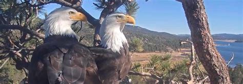 Live Feed: See Bald Eagles 'Jackie' and 'Shadow' Courtesy of the Friends of Big Bear Valley ...