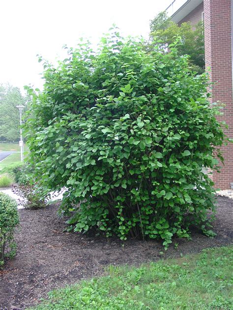 Arrowwood Viburnum Very Tough U.S. Native Shrub | What Grows There :: Hugh Conlon ...