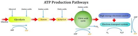 Aerobic Metabolism Vs Anaerobic Metabolism » ScienceABC