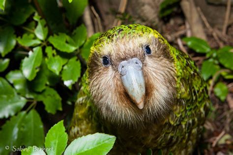 kakapo | Kakapo, Kakapo parrot, Beautiful birds