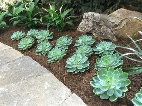 Succulents at the 2015 Indiana Flower and Patio Show [Backyard Neophyte Landscaping Blog]