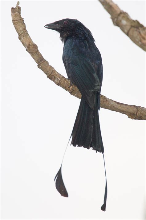 Drongo – Chris Hill Wildlife Photography