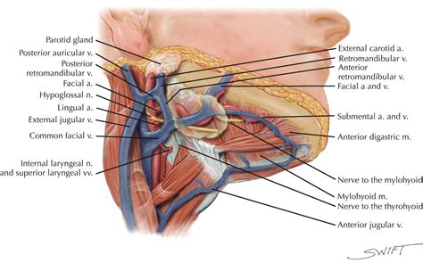 Submental Triangle... - Clinical Anatomy & Operative Surgery