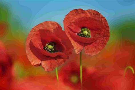 11 Garden Poppies: One for Any Region