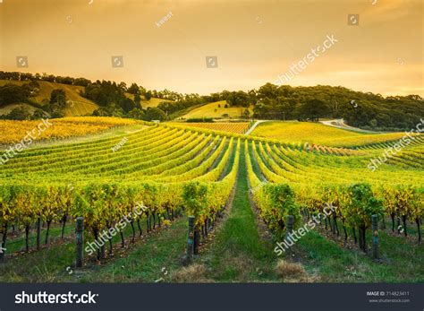 1,407 Adelaide Wine Images, Stock Photos & Vectors | Shutterstock