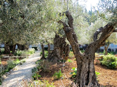 Souvenir Chronicles: JERUSALEM: THE GARDEN OF GETHSEMANE AND THE CHURCH OF ALL NATIONS