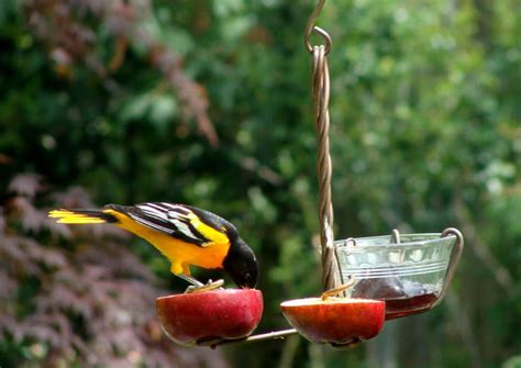 Baltimore Oriole Bird Feeders | Birdcage Design Ideas