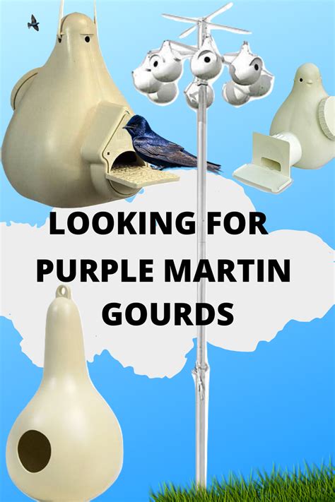 Purple Martin Gourds | Humming bird feeders, Purple martin, Gourds