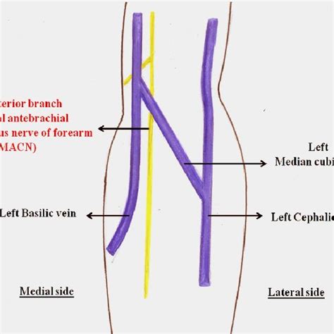 Cubital Fossa Diagram