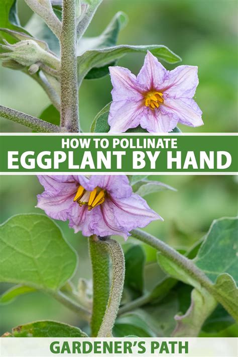 Tips for Pollinating Eggplant by Hand | Gardener’s Path