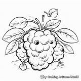 Raspberry Coloring Pages  Free & Printable sketch template