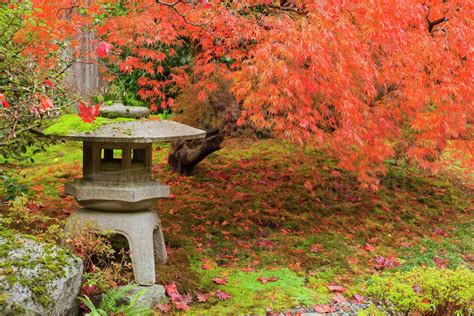 WA, Seattle, Washington Park Arboretum, Japanese Garden, with autumn color - Stock Photo - Dissolve