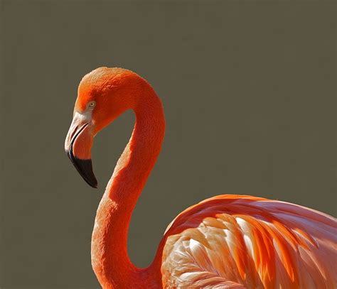 Free photo: Flamingo, Bird, Pink, Tropical - Free Image on Pixabay - 89367