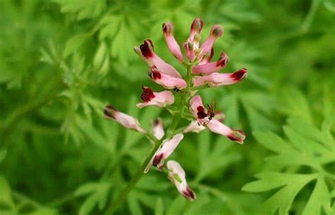 Fumitory Herb Uses, Health Benefits and Side Effects