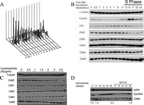 Cdk protein levels during cell cycle. N2a cells were cultured in DMEM... | Download Scientific ...