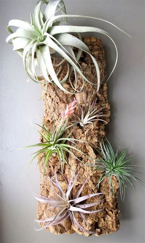 Gorgeous 32 Amazing Air Plant Display Ideas https://gardenmagz.com/32-amazing-air-plant-display ...