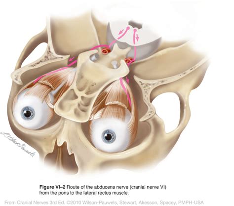 Cranial Nerves 3rd Edition: Abducens VI