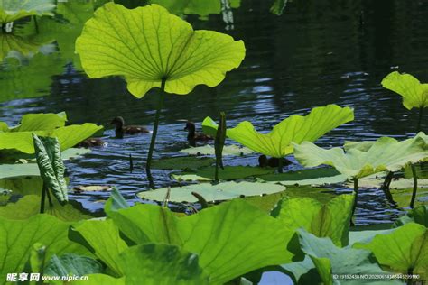 荷塘风景 摄影图__花草_生物世界_摄影图库_昵图网nipic.com