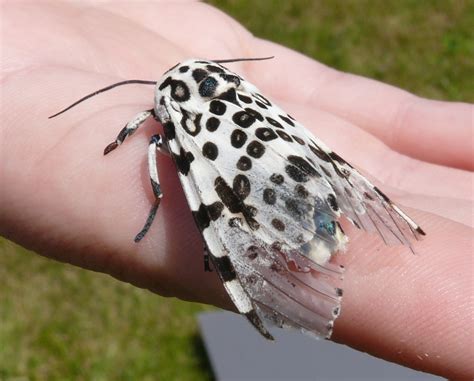 Ohio Birds and Biodiversity: Encountering the giant leopard moth