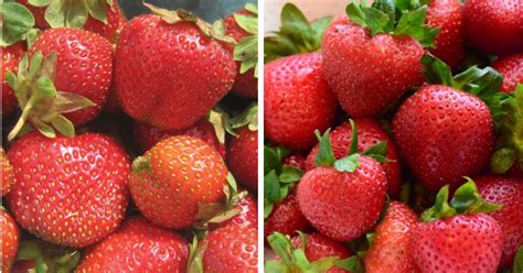 Camarosa Strawberry Variety Info And Grow Guide – Strawberry Plants