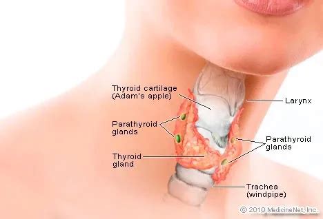 Thyroid Medical Anatomy Illustration on RxList.com