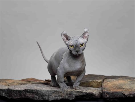 10 Best Hairless Cat Breeds for a Unique Pet Pal