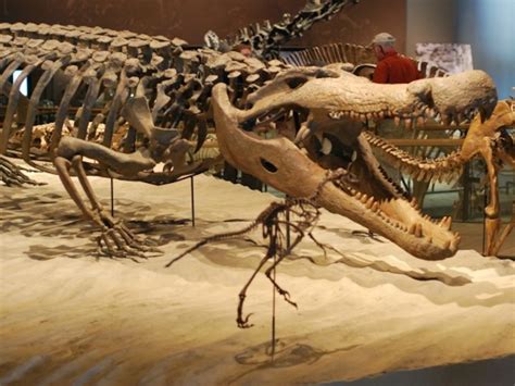 Prehistoric Crocodile Skeleton